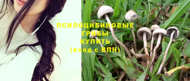 Псилоцибиновые грибы ЛСД  omg как зайти  Вышний Волочёк 